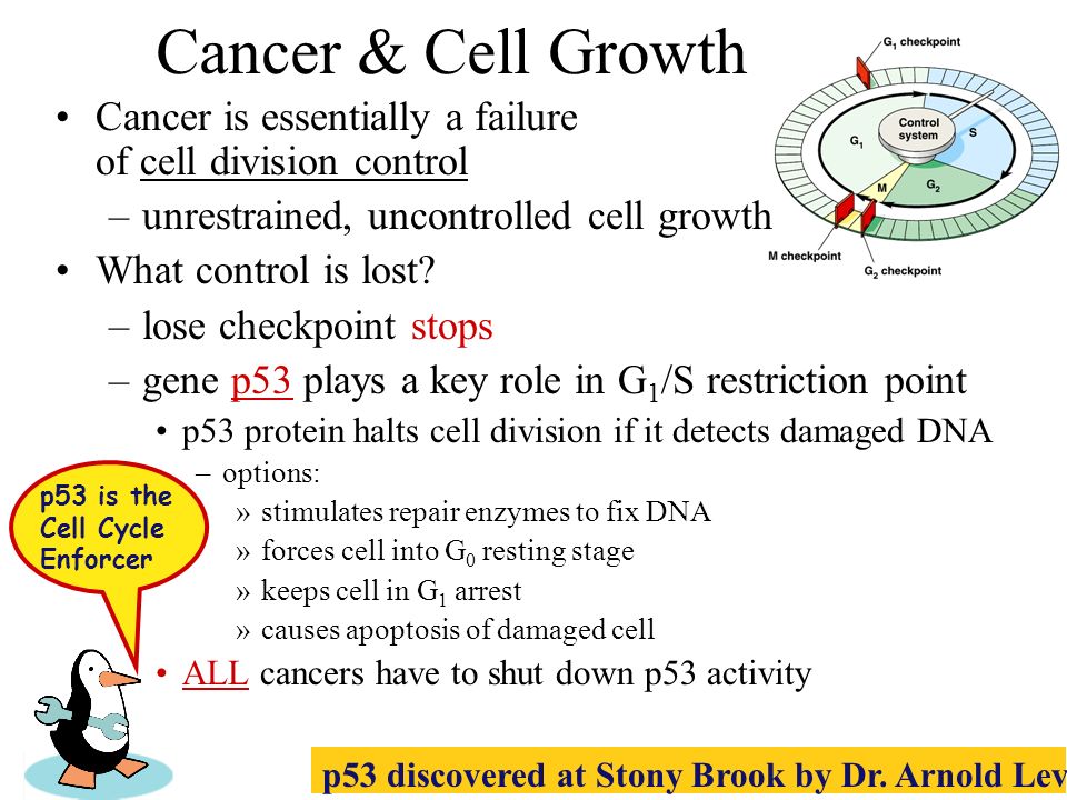 Cancer Uncontrolled Cell Growth And Proliferation Biology Essay